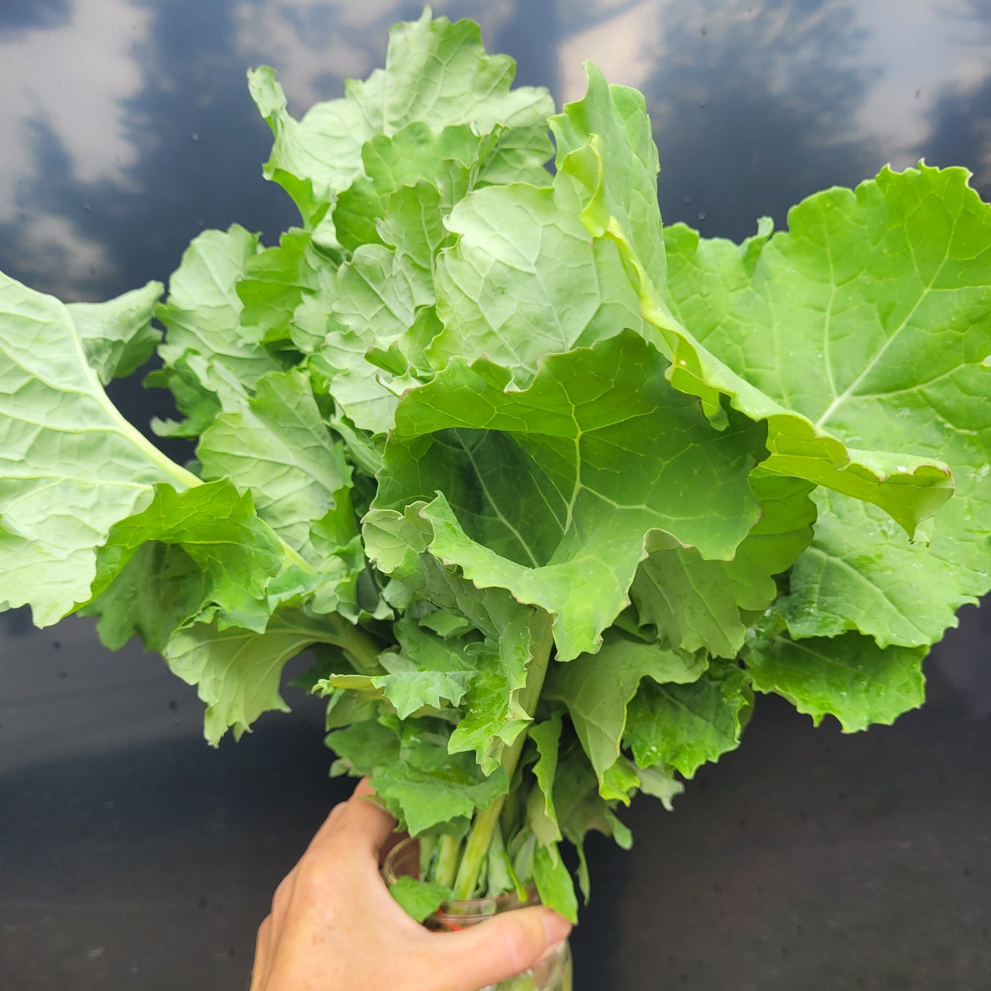 Kale (Siberian)