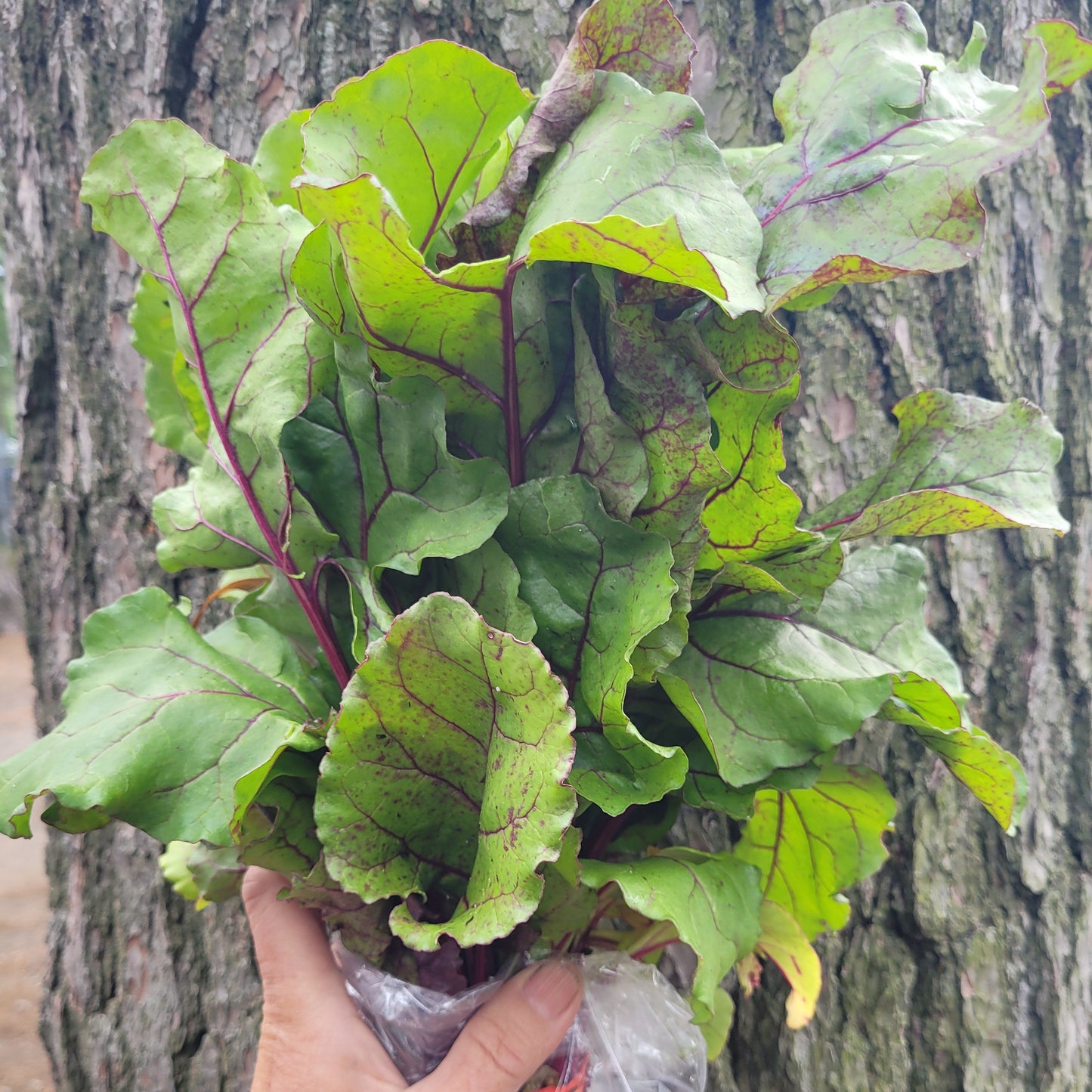Beet Greens
