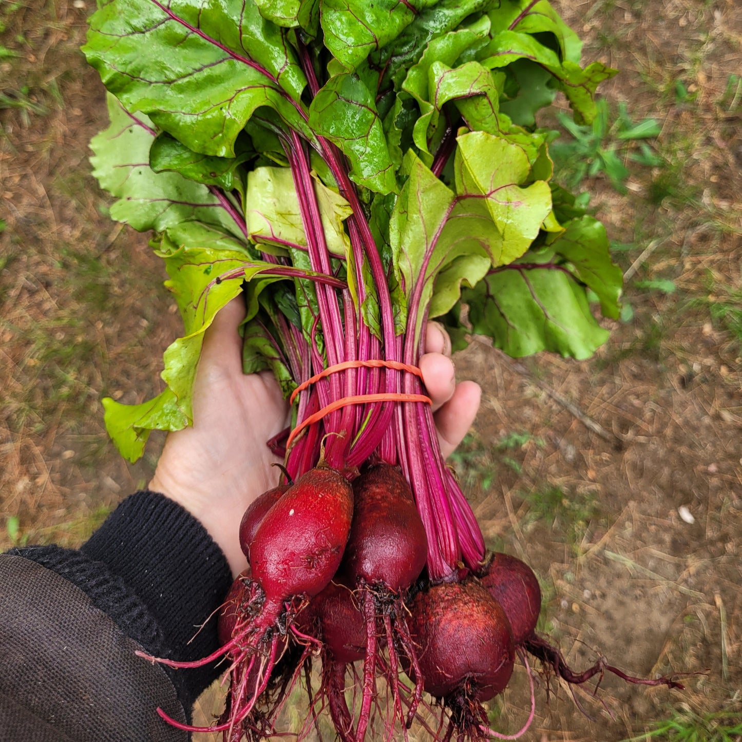 Baby Beets