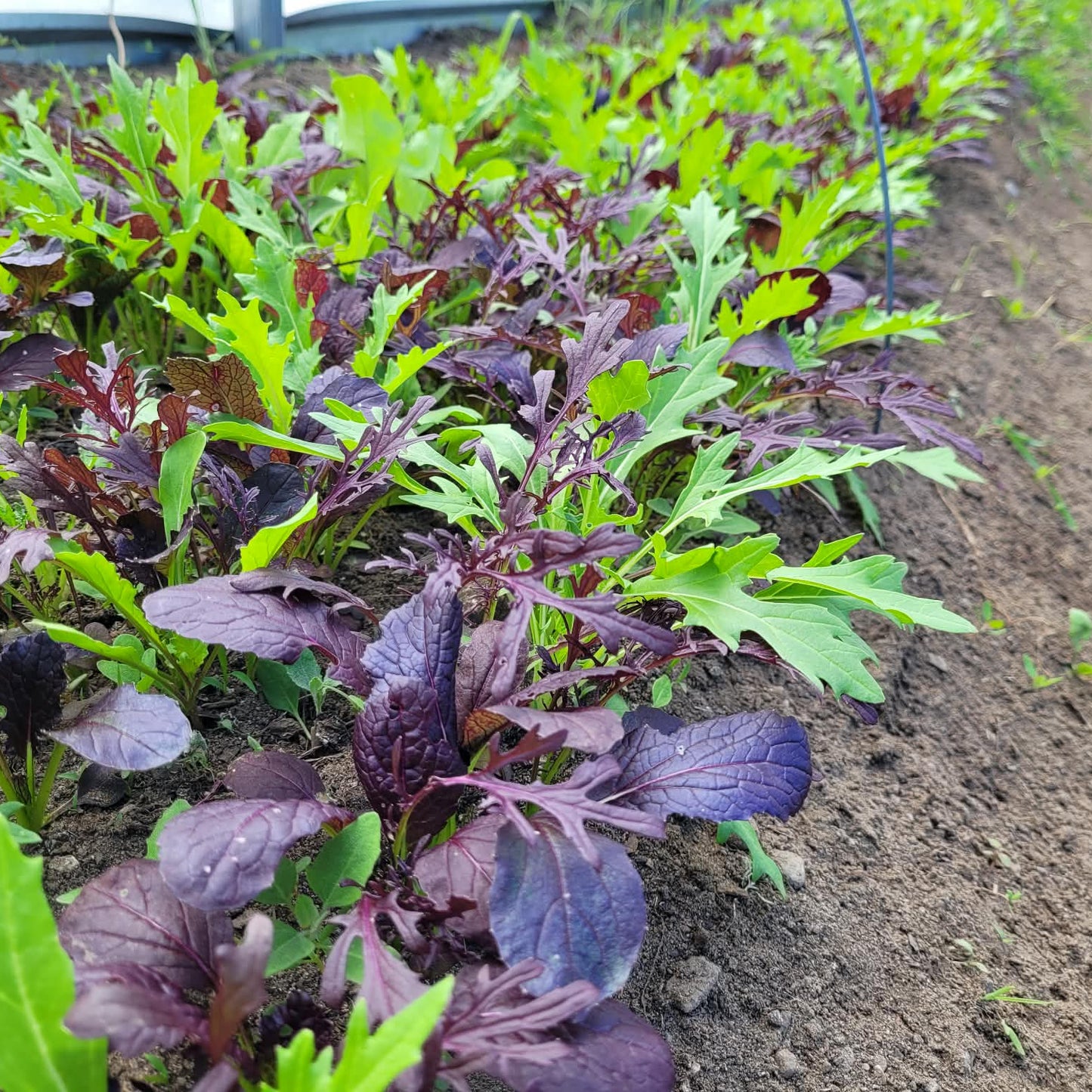Lettuce (Field Greens)