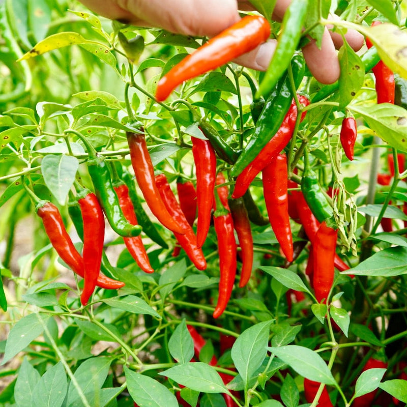 Hot Peppers (Cayenne)