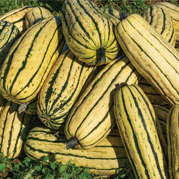 Delicata Squash