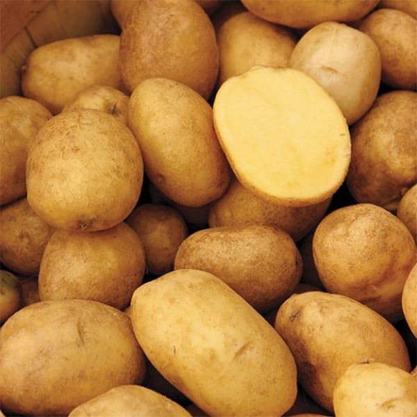 German Butterball Potatoes