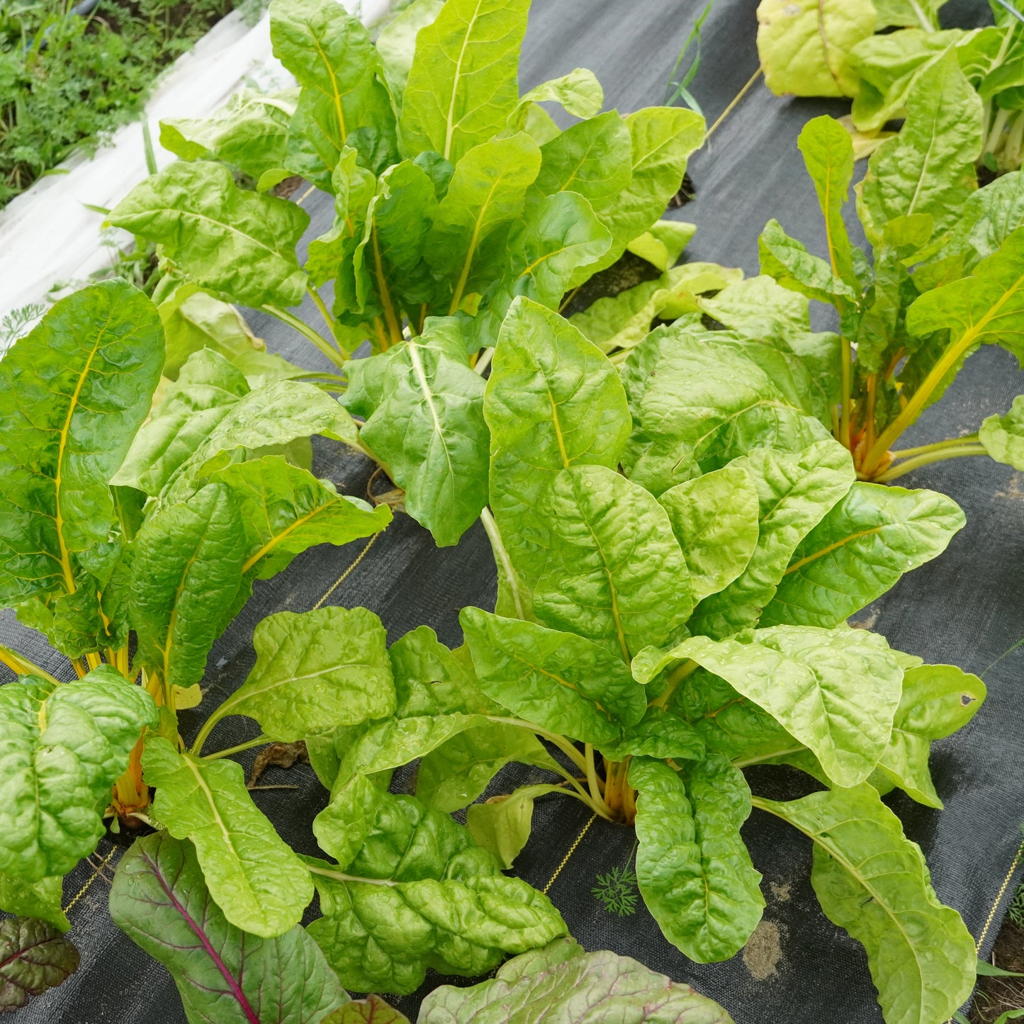 Swiss Chard