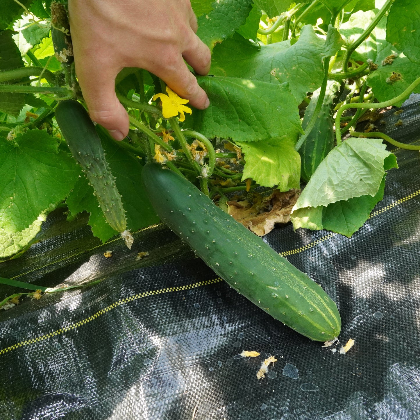 Cucumbers (Marketmore)