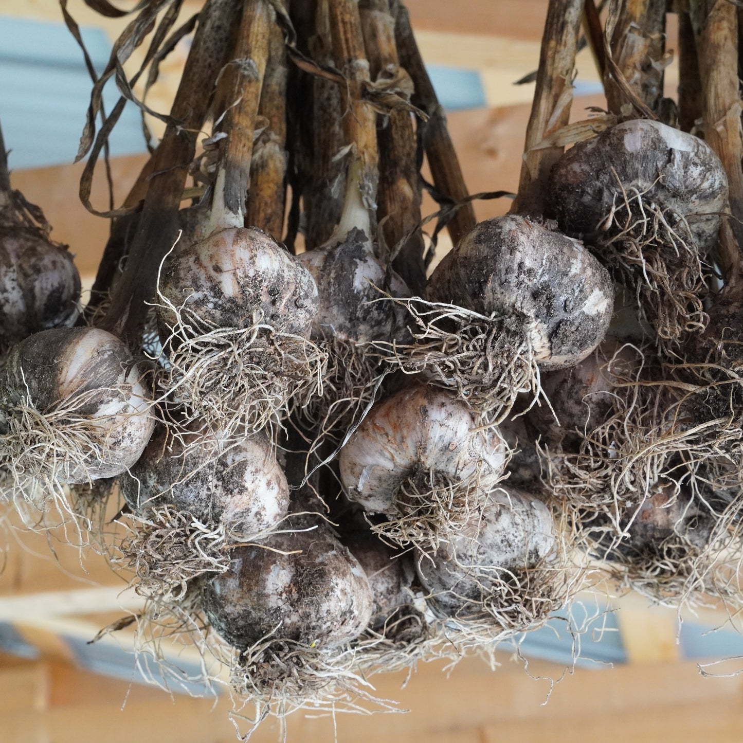 Garlic