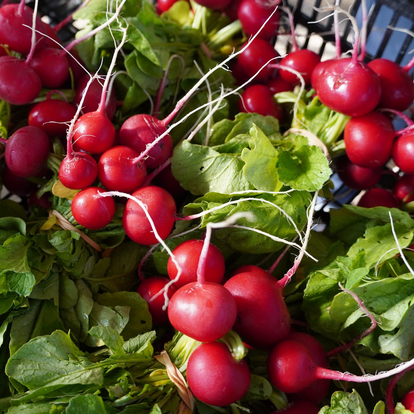 Radish (Cherry)