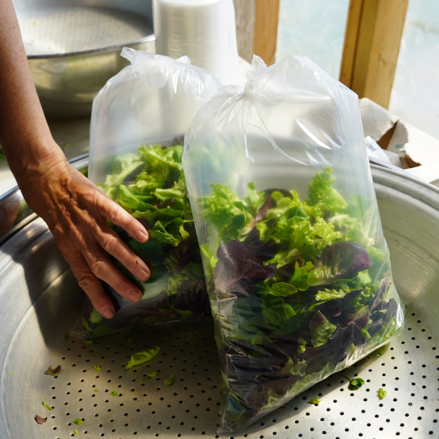Lettuce (Mesclun/Salanova)