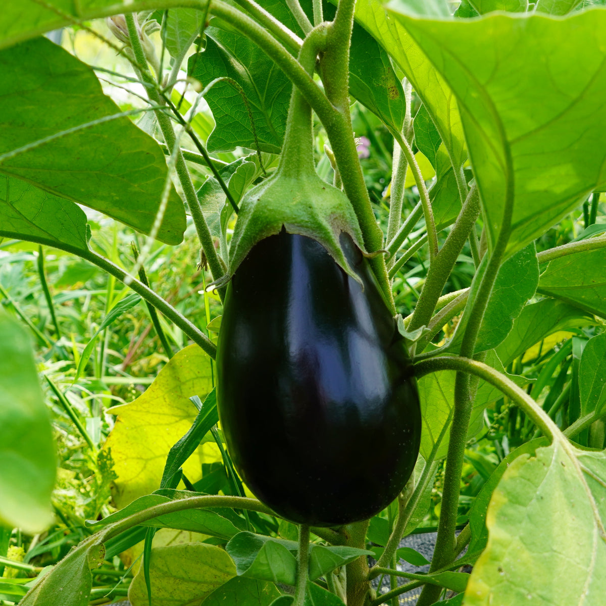 Eggplant (Classic)