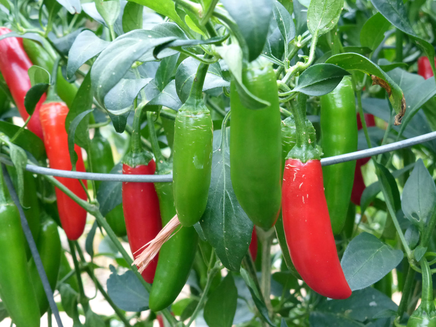 Hot Peppers (Serrano)