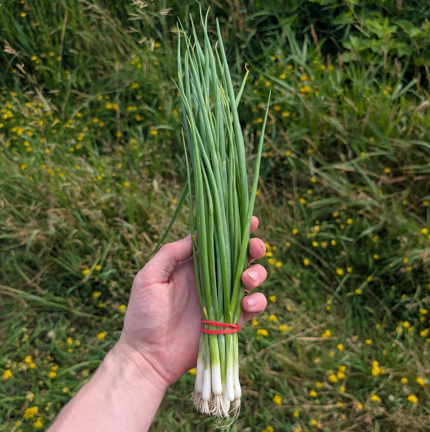 Green Onions