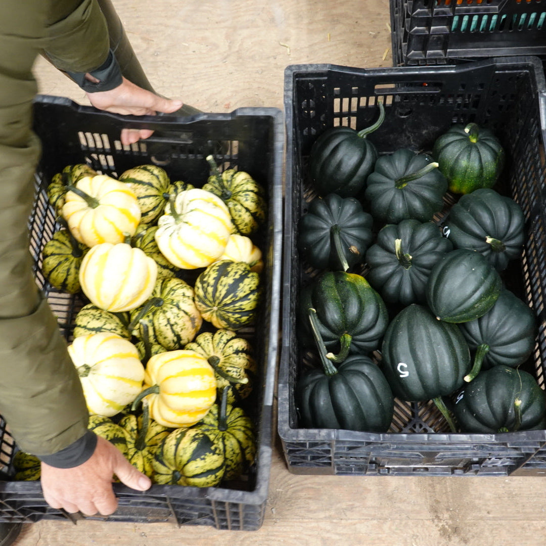 Honey Bun Acorn Squash