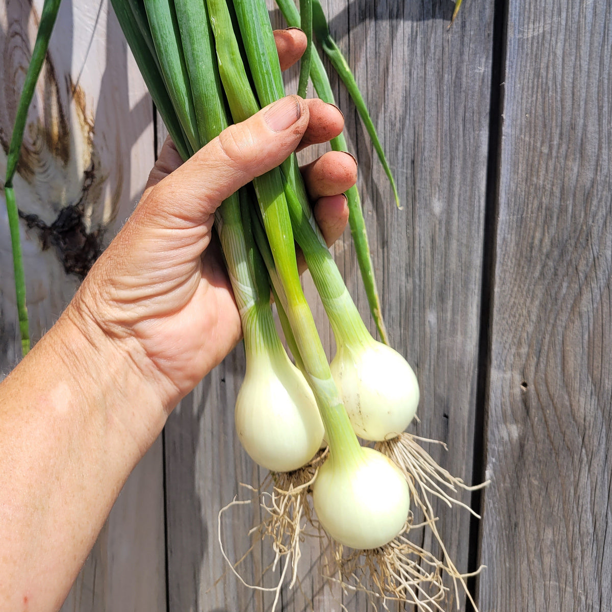 Onions (Fresh)