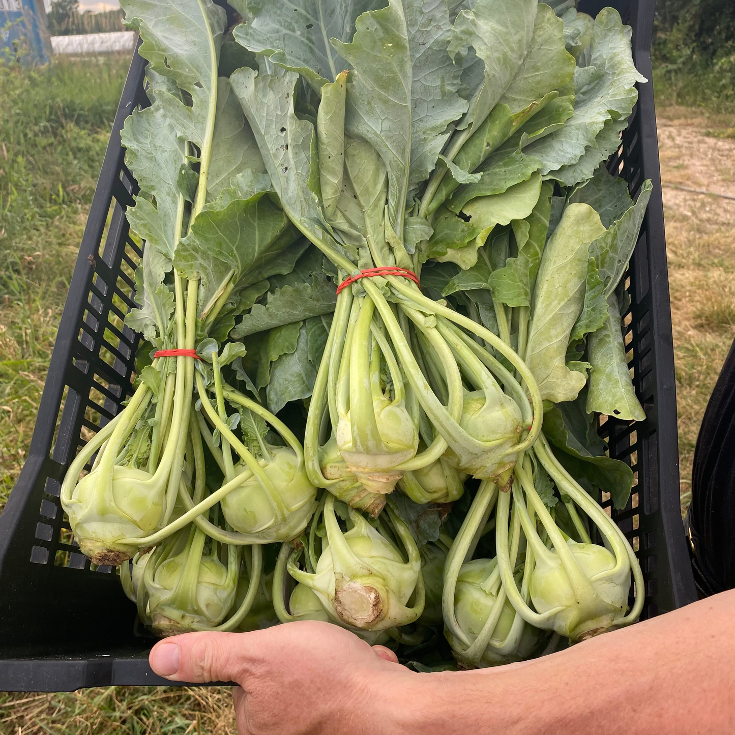 Kohlrabi