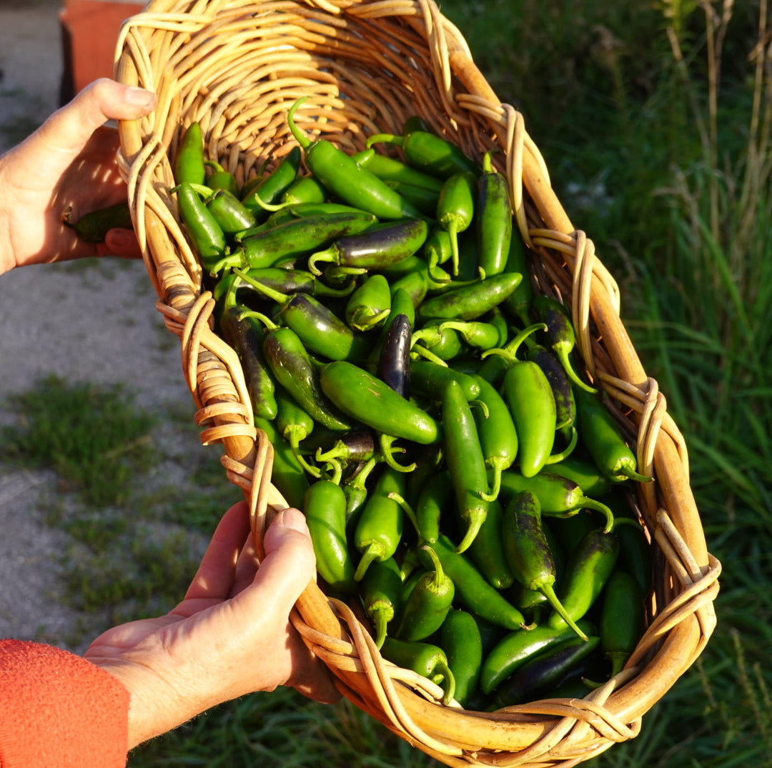 Hot Peppers (Jalapeno)