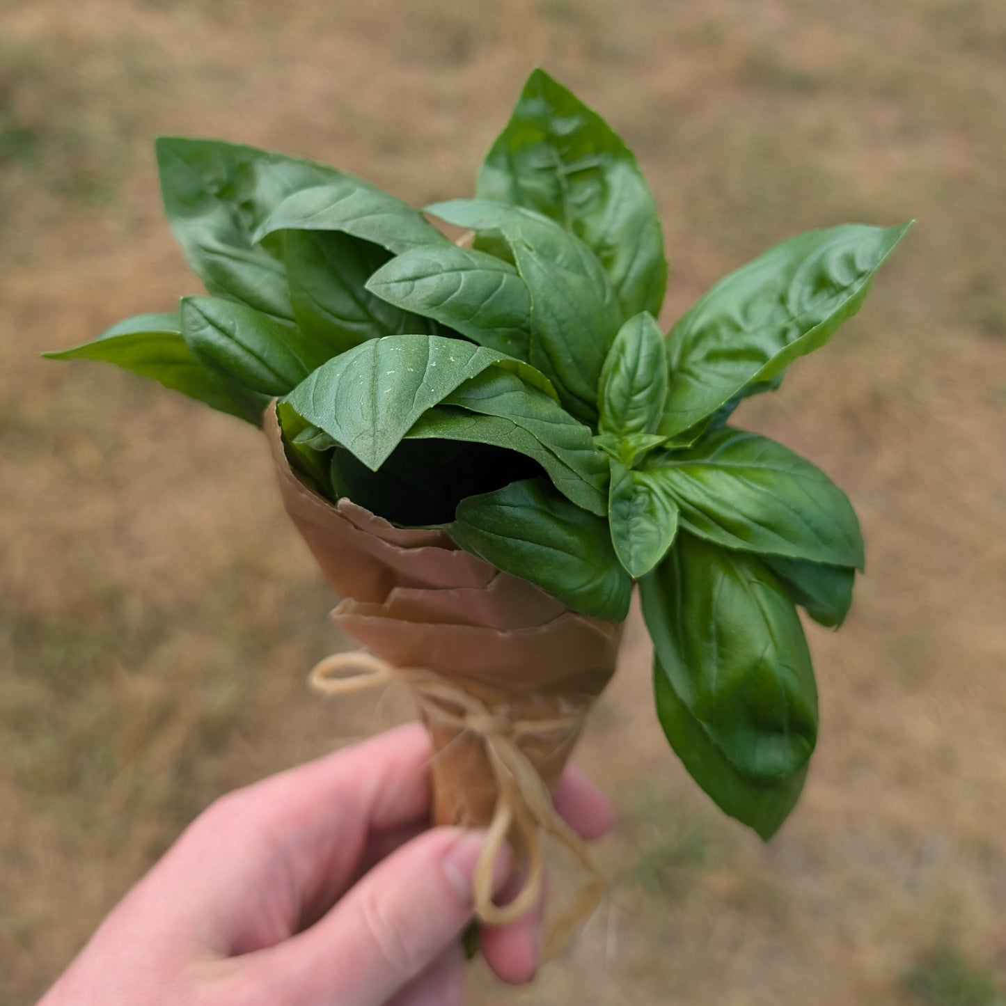 Genovese Basil