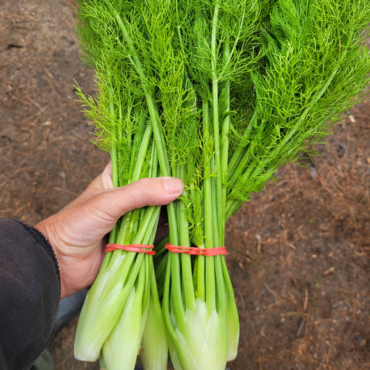 Fennel (Baby)
