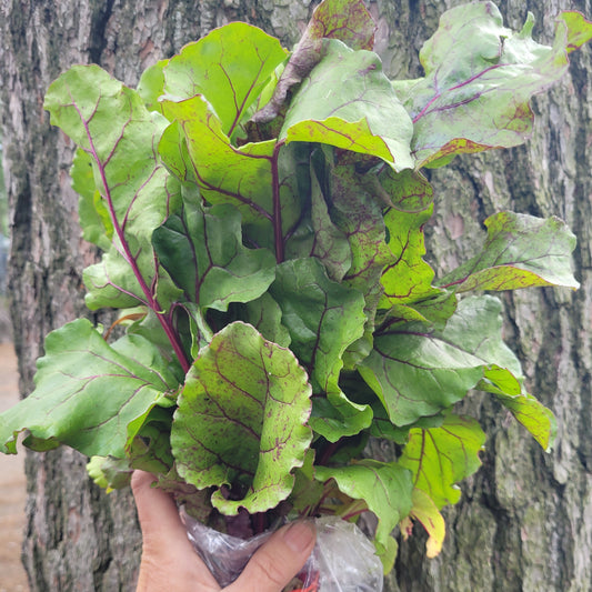 Beet Greens