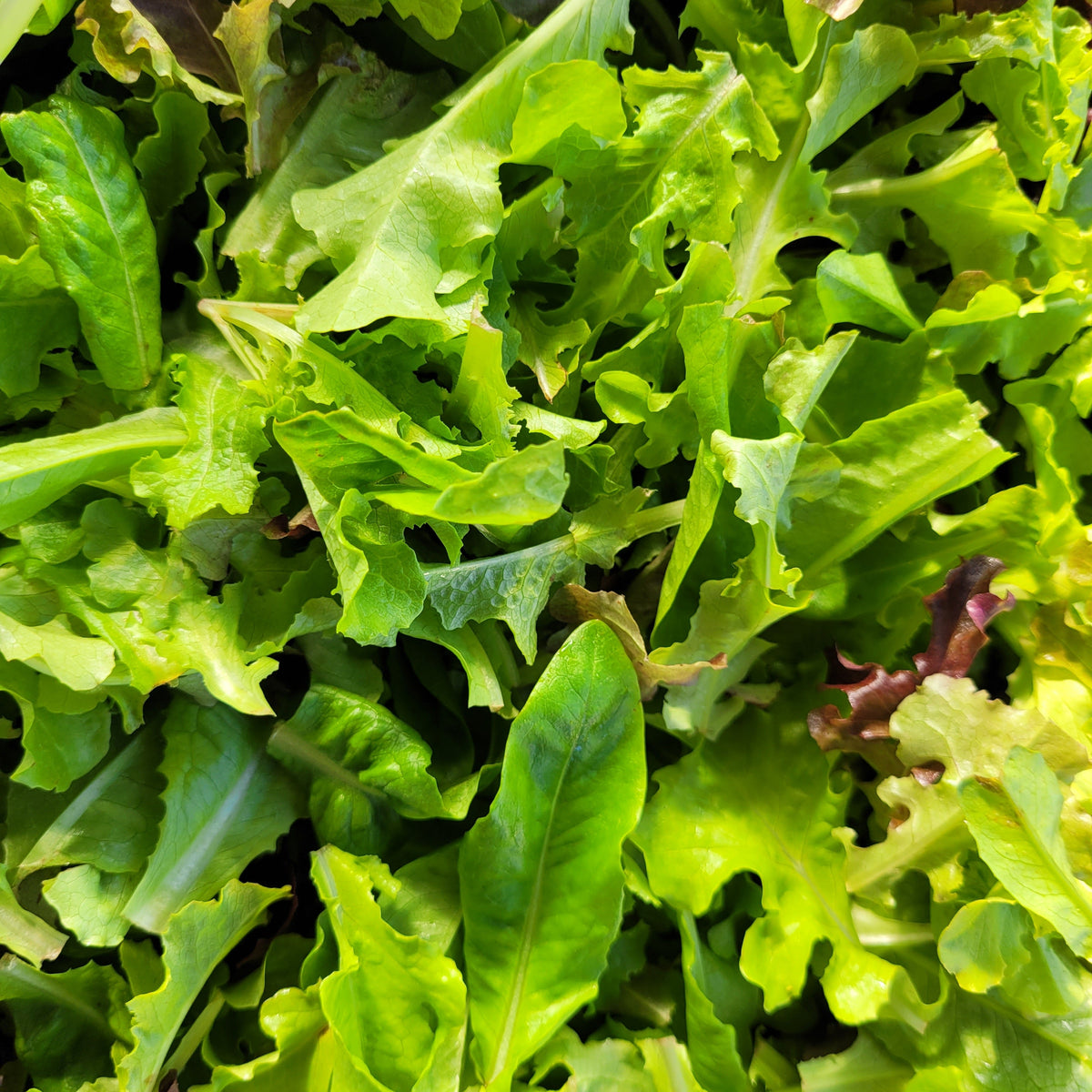 Lettuce (Encore)