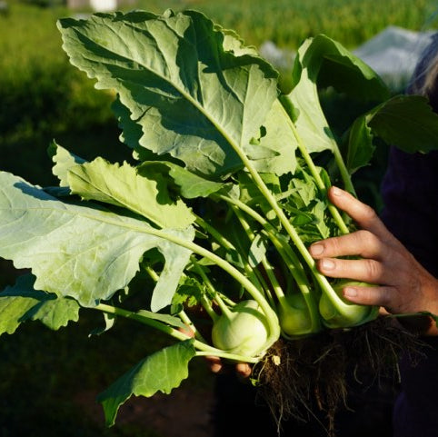 Kohlrabi