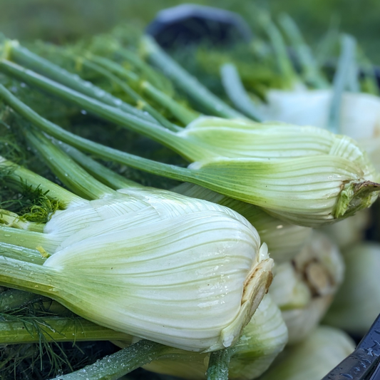 Fennel