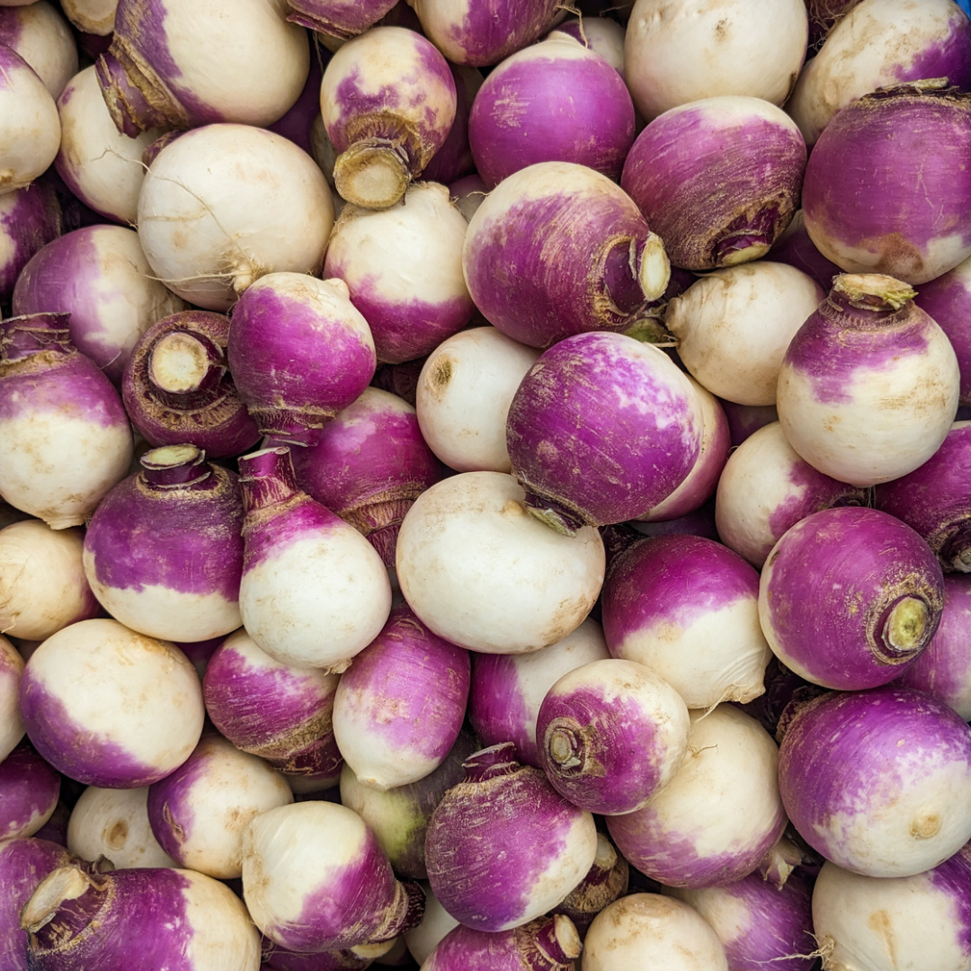 Globe Top Turnip