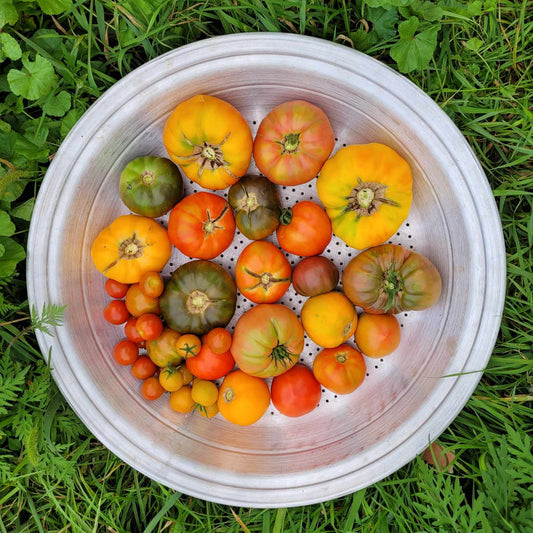 Heirloom Tomatoes
