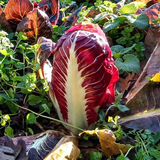 Radicchio