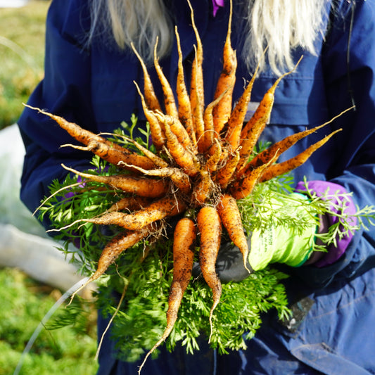 Carrots (Fresh)