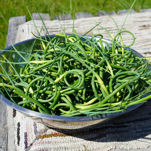 Garlic Scapes