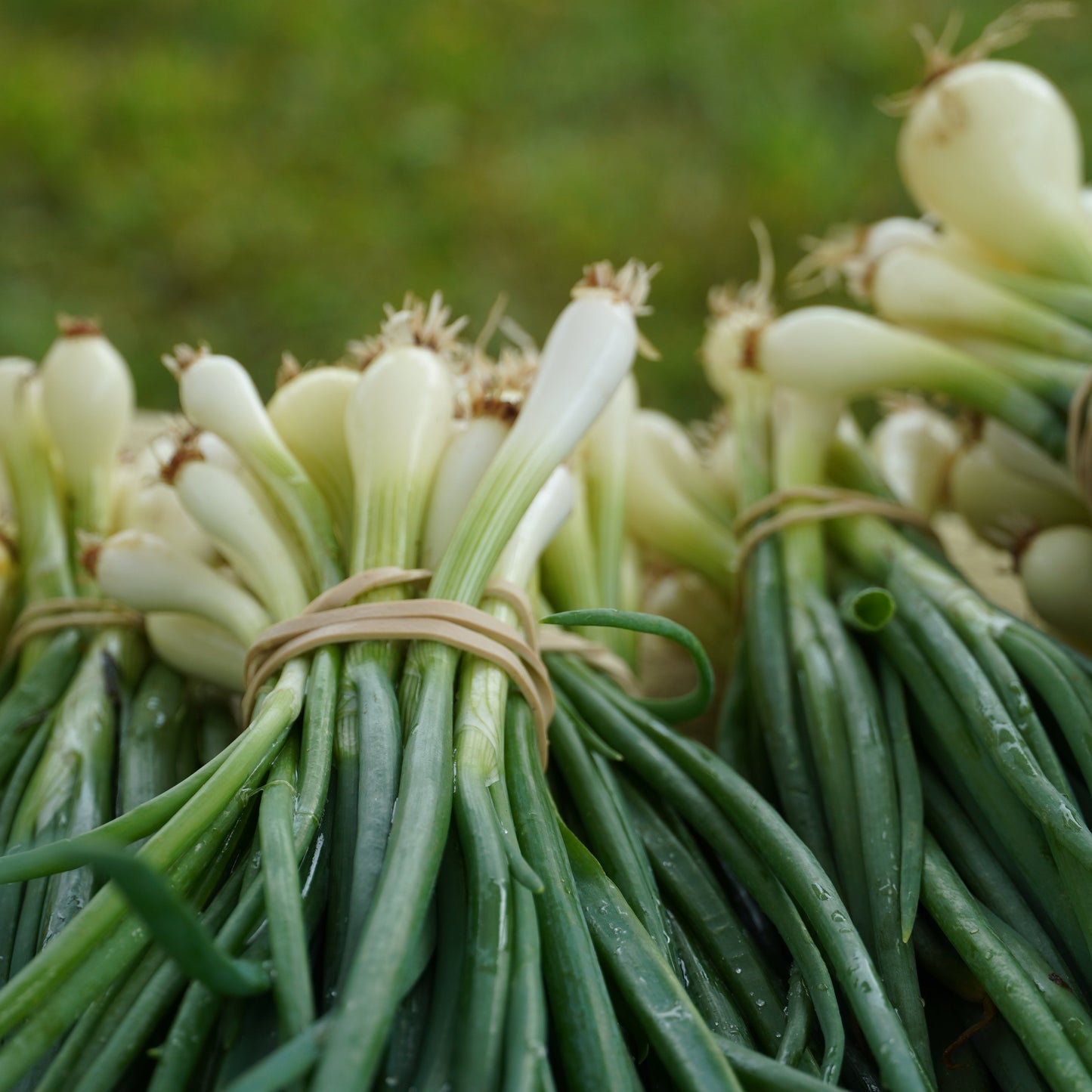 Green Onions