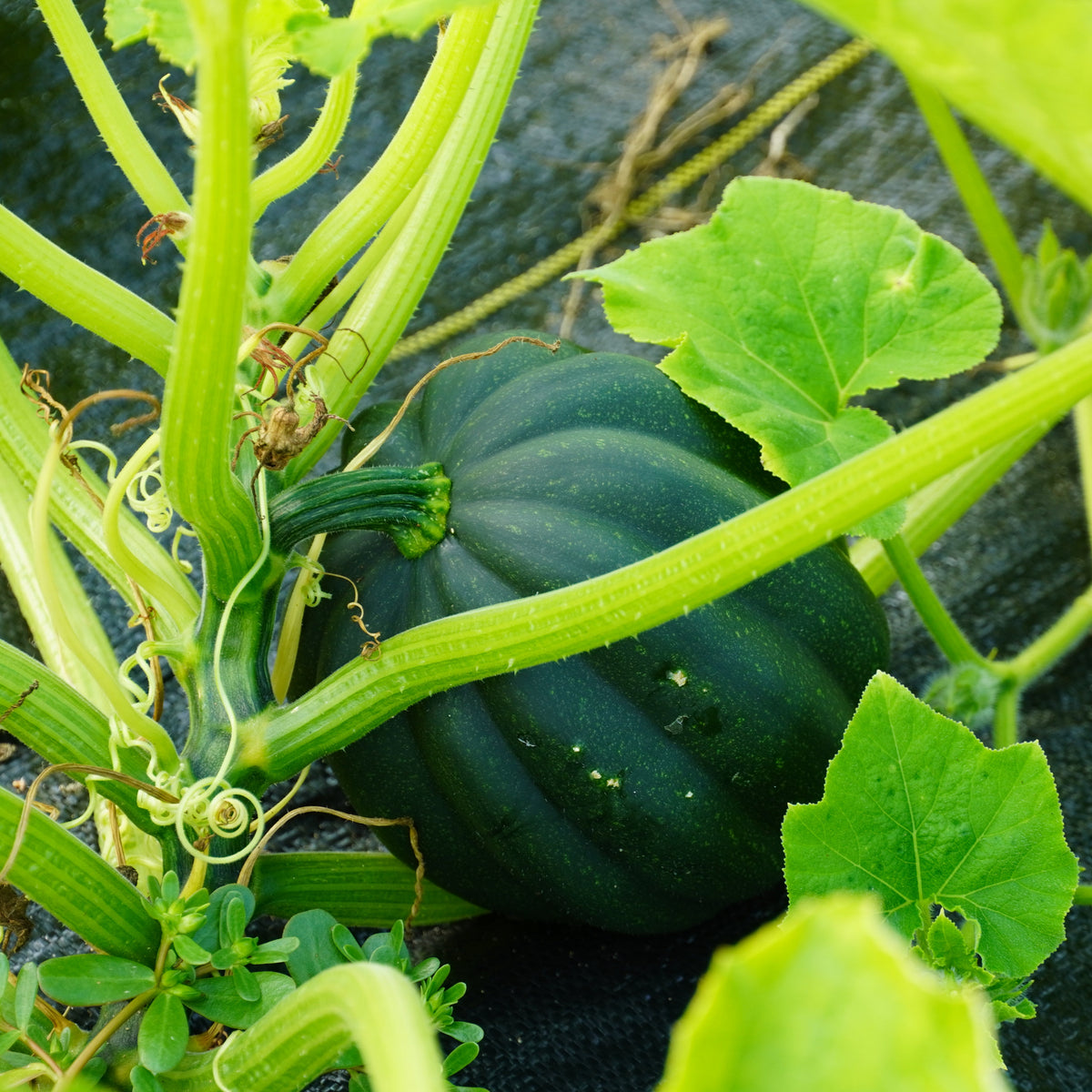 Honey Bun Acorn Squash