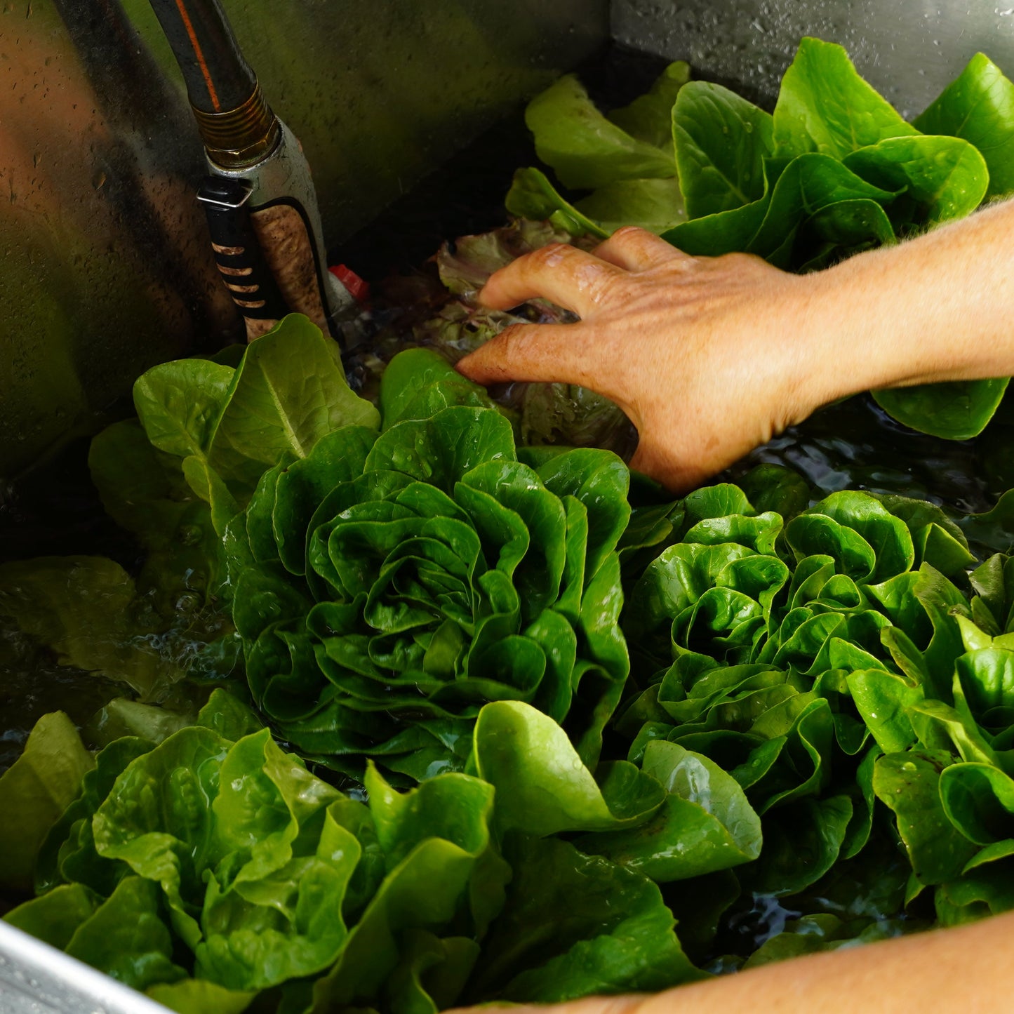 Lettuce (Nancy Butterhead)