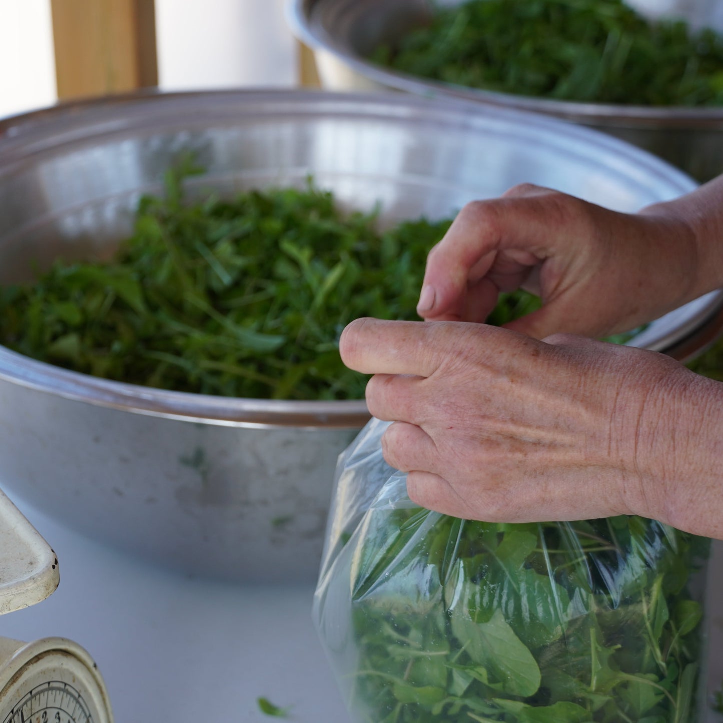 Arugula