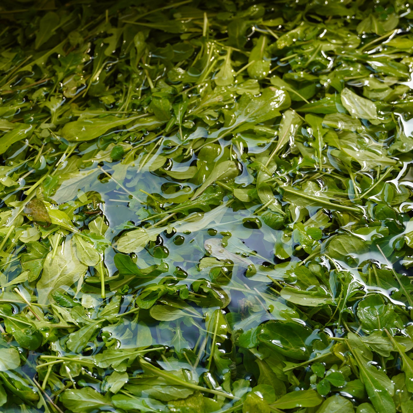 Arugula