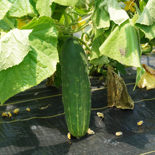 Cucumbers (Marketmore)