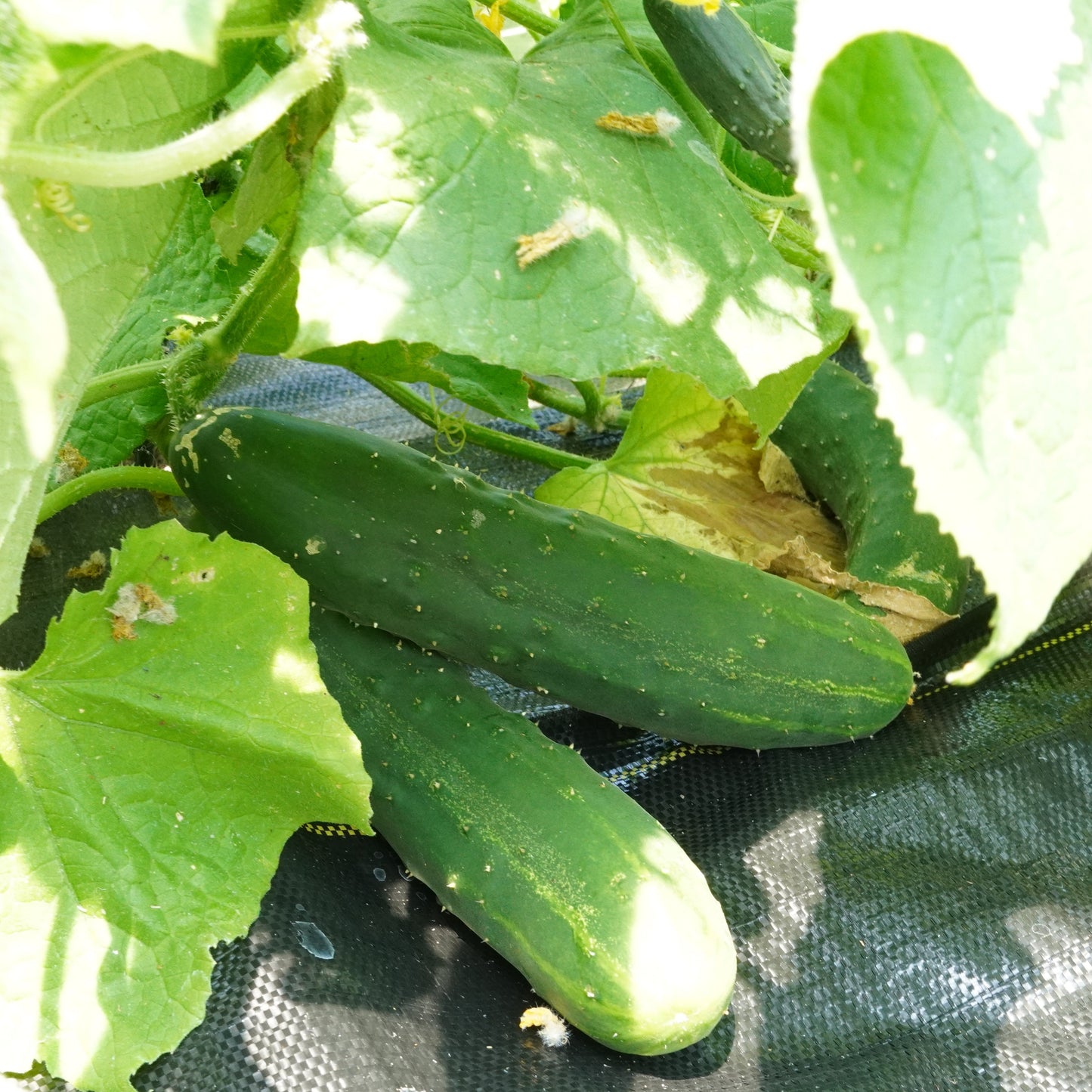 Cucumbers (Marketmore)