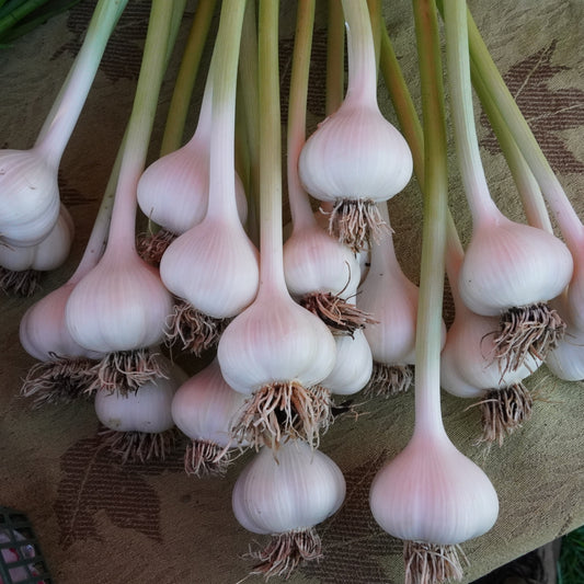 Garlic