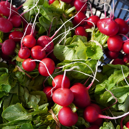 Radish (Cherry)