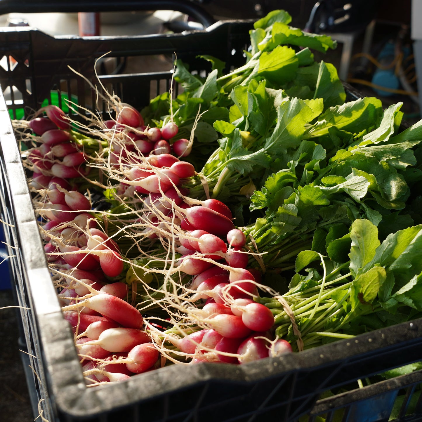 Radish (French Breakfast)