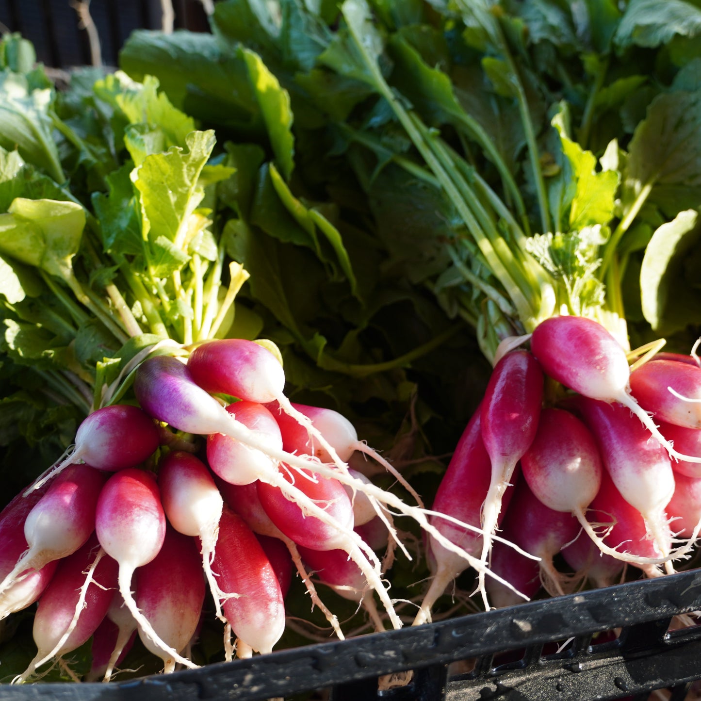 Radish (French Breakfast)