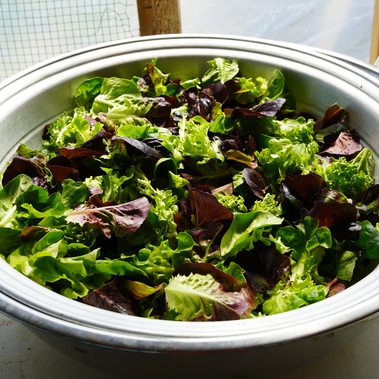 Lettuce (Mesclun/Salanova)