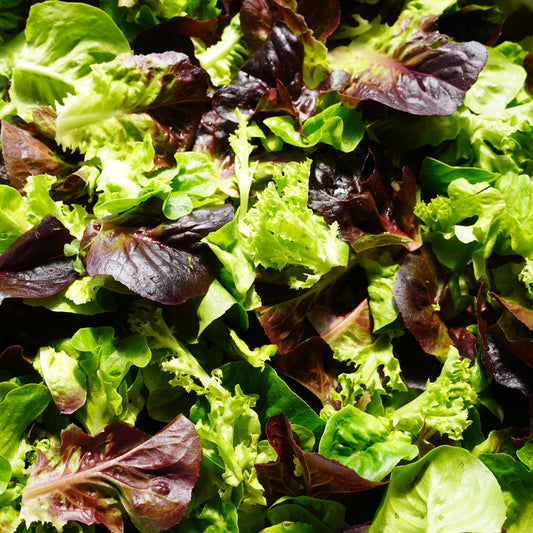 Lettuce (Mesclun/Salanova)