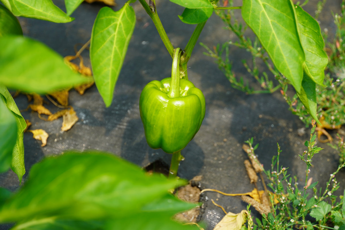 Bell Peppers (Sweet)