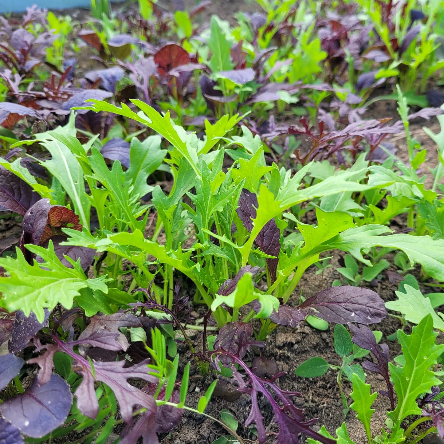 Lettuce (Field Greens)