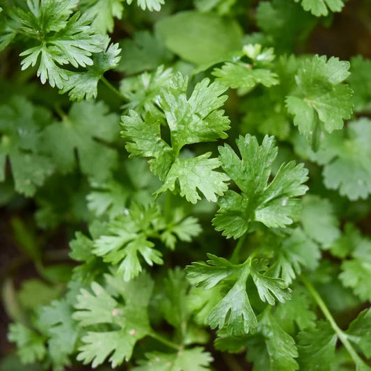 Cilantro