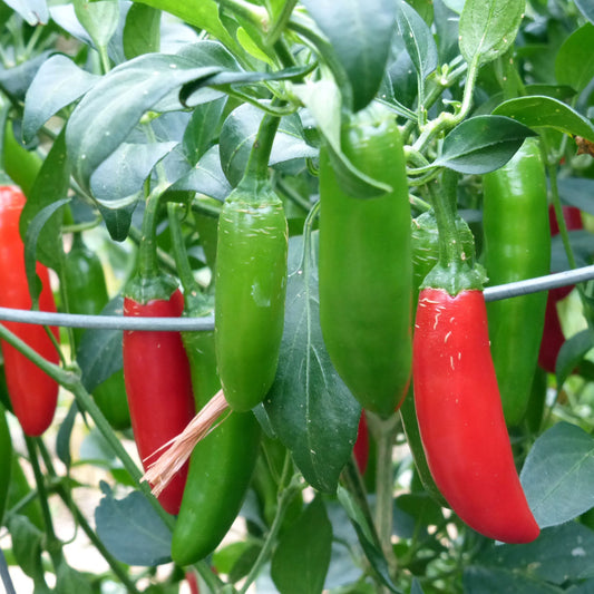 Hot Peppers (Serrano)