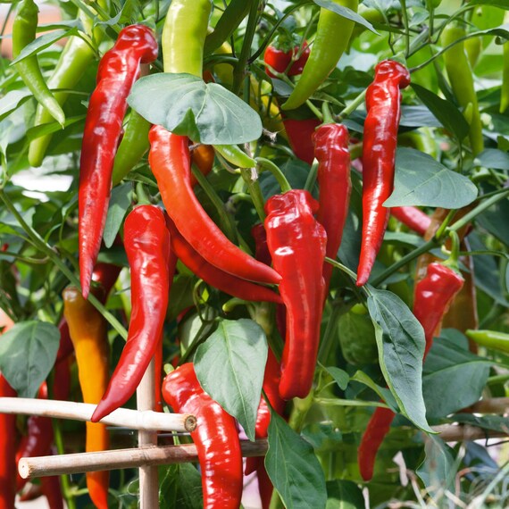 Hot Peppers (Hot Portugal)