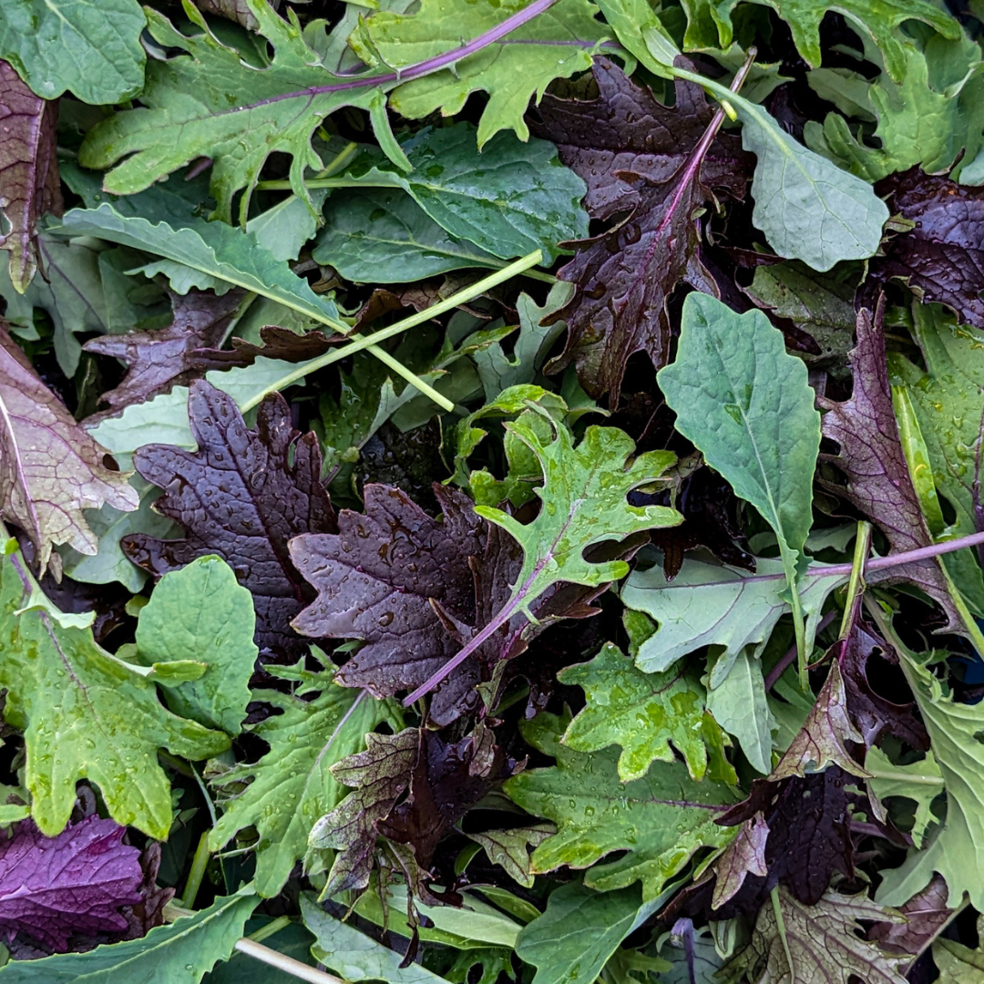 Kale (Baby)