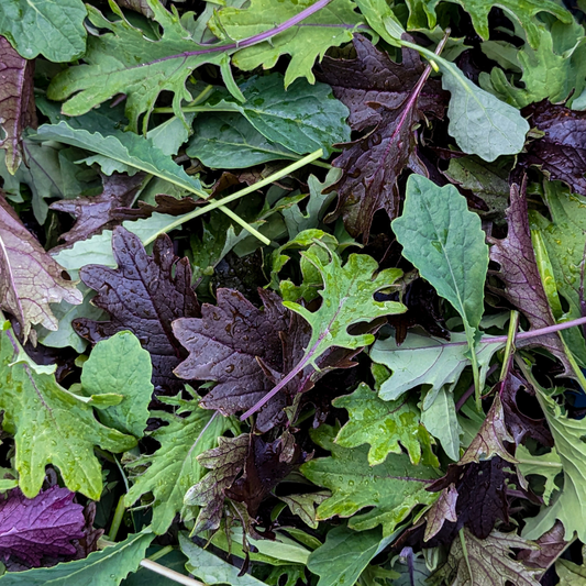 Kale (Baby)